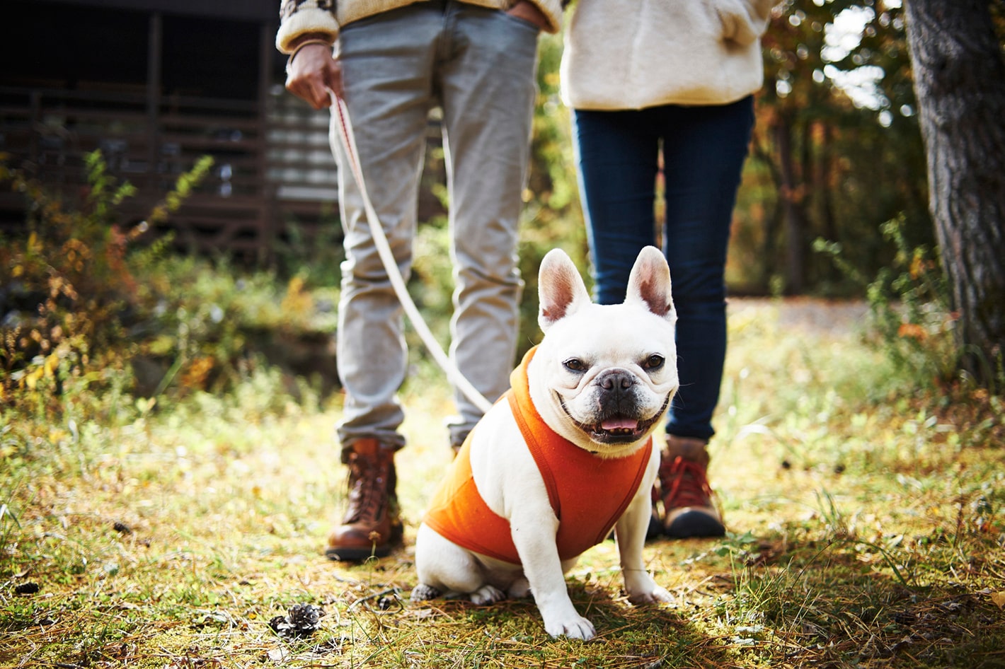 愛犬と一緒に出かけよう 犬連れキャンプであると便利なグッズ キャンピングカーコラム キャンピングカーのフジ 株式会社フジカーズジャパン