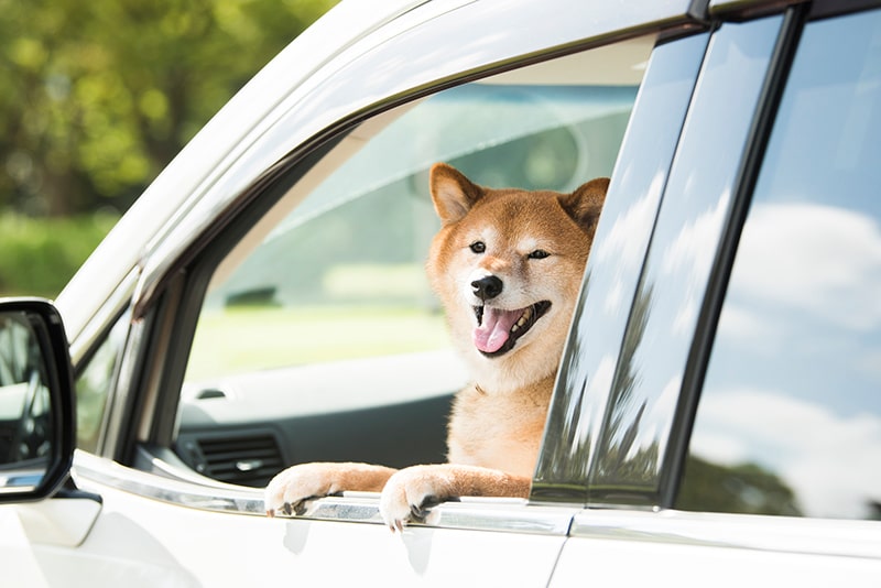 愛犬との車中泊こそ暑さに注意 効果的な5つの暑さ対策をご紹介 キャンピングカーコラム キャンピングカーのフジ 株式会社フジカーズジャパン