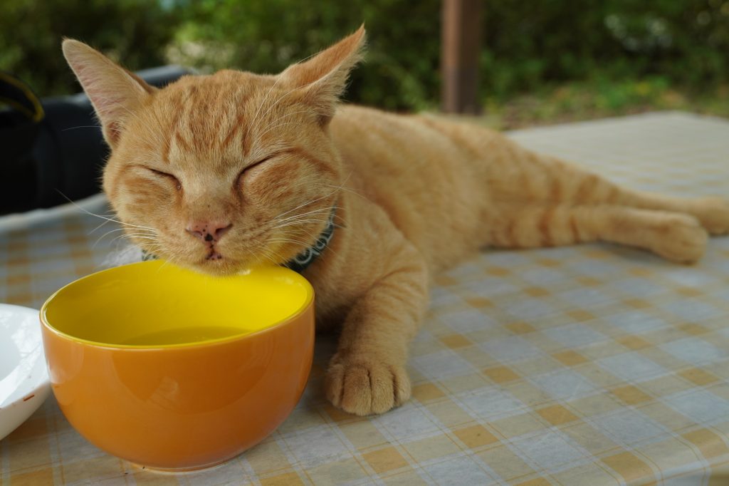 猫との旅行は基本的に不向き