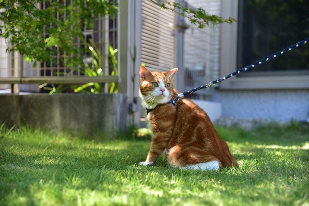 猫とのキャンピングカー旅のための準備